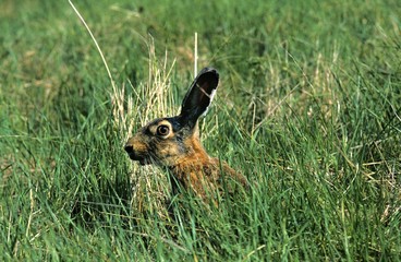 European Brown Hare, lepus europaeus, Adult standing in Long Grass, France