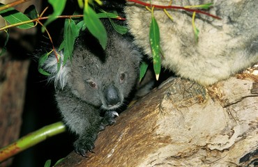 Koala, phascolarctos cinereus, Mother with Young