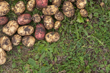 organically grown and hand - picked potatoes are put to dry in a green grass