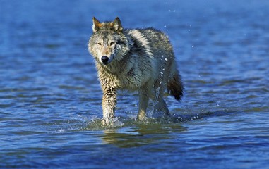 North American Grey Wolf, canis lupus occidentalis, Adult walking in Water, Canada © slowmotiongli