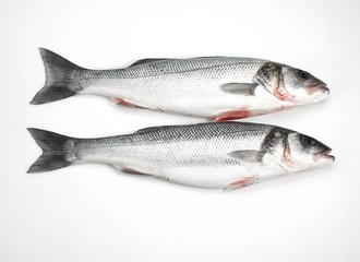 Bass, dicentrarchus labrax, Fresh Fishes against White Background