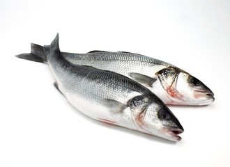 Bass, dicentrarchus labrax, Fresh Fishes against White Background