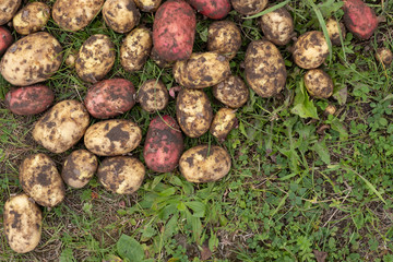 organically grown and hand - picked potatoes are put to dry in a green grass