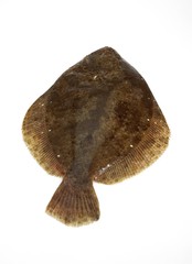 Brill, scophthalmus rhombus, Fresh Fish against White Background