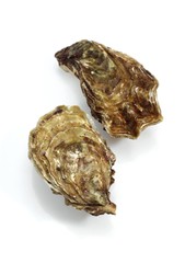 French Oyster called Marennes d'Oleron, Fresh Seafood against White Background