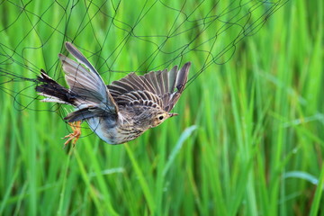 Bird on grass
