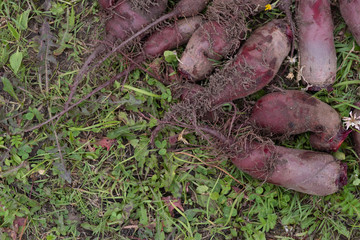 organically grown and hand-harvested red beets put together to dry in a green grass