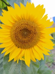 Obraz premium Summer flowers sunflowers close up 