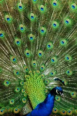 Obraz premium Common Peacock, pavo cristatus, Male displaying with its Feathers fanned, showing its Plumage