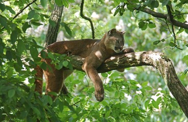 Fototapeta na wymiar Cougar, puma concolor, Adult laying on Branch