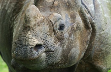 Naklejka premium Indian Rhinoceros, rhinoceros unicornis, Close up of Head