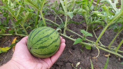 small striped watermelon in hand

