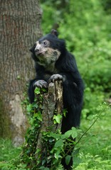 Spectacled Bear, tremarctos ornatus, Adult standing on Hind Legs