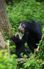 Fototapeta na wymiar Spectacled Bear, tremarctos ornatus, Mother with Cub