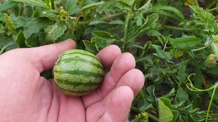 small striped watermelon in hand
