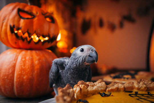 Happy Halloween. African Grey Parrot baby with a pie and pumpkins