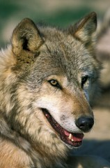 European Wolf, canis lupus, Portrait of Adult