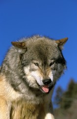 North American Grey Wolf, canis lupus occidentalis, Portrait of Adult snarling, Canada