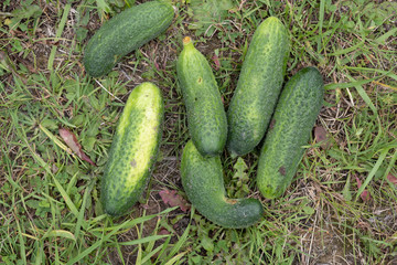 organically grown and hand - picked cucumbers are put to dry in a green grass