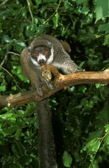 Mongoose Lemur lemur mongoz, Adult standing on Branch