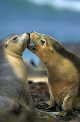 Obraz premium Australian Sea Lion, neophoca cinerea, Females, Australia