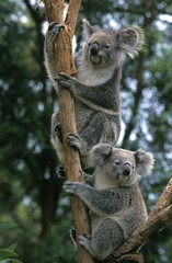 Koala, phascolarctos cinereus, àdults standing on Branch