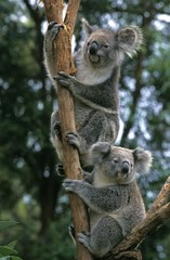 Koala, phascolarctos cinereus, àdults standing on Branch