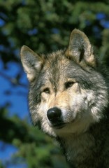 Fototapeta premium North American Grey Wolf, canis lupus occidentalis, Portrait of Adult, Canada