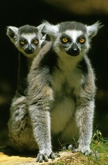Ring Tailed Lemur, lemur catta, Mother with Young on its Back