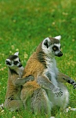 Ring Tailed Lemur, lemur catta, Mother with Young on its Back