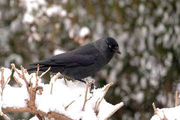 Western jackdaw sitting on a snowy branch