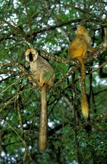 Brown Lemur, eulemur fulvus, Adults standing on Branch