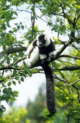 Black and White Ruffed Lemur, varecia variegata variegata, Adult perched in Tree