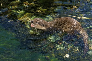 Short Clawed Otter, aonyx cinerea, Adult standing in Water