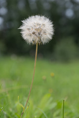 bloomed flower that looks like a dandelion fluff