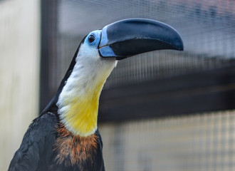 close up of a toucan