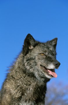 Mackenzie Valley Wolf, canis lupus mackenzii, Portrait of Adult, Canada © slowmotiongli