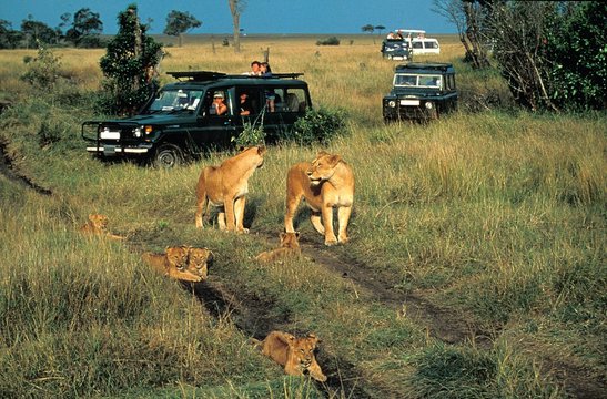 Fototapeta African Lion, panthera leo, Tourists in Safari Vans, Masai Mara Park in Kenya