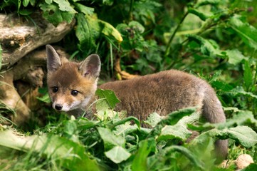 Red Fox, vulpes vulpes, Pup standing in Long Grass, Normandy