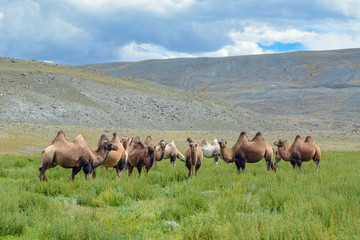 a herd of camels on a pasture in the mountains