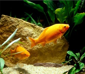 Goldish, carassius auratus, Aquarium Fishes