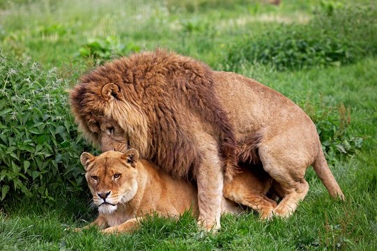 African Lion, panthera leo, Pair Mating