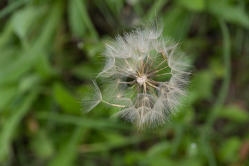 bloomed flower that looks like a dandelion fluff