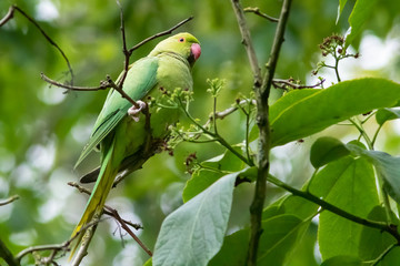 beautiful wild green parakeet bird on tree branch and green leaves
