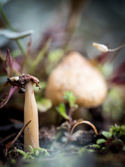 Small mushroom in the garden in Autumn