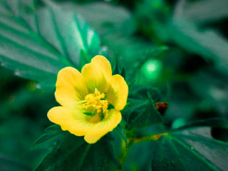 bee on yellow flower