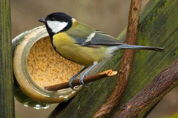 Great tit eating from a bird cake 