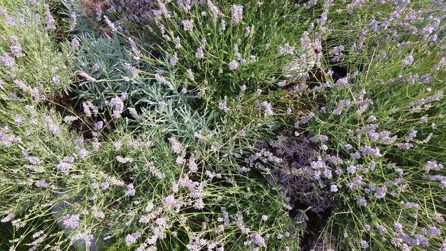 Lavendel field over green background