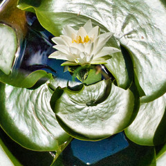 LILIE WODNE, ABSTRAKCJA.  © michalsen