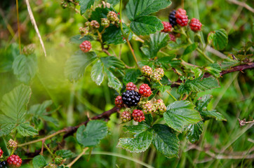 Branch of the blackberries